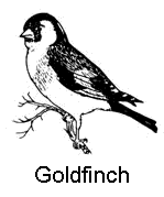 line drawing of a goldfinch