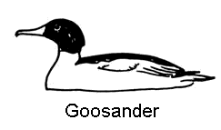 line drawing of a goosander
