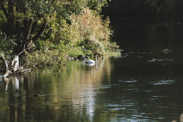 Photograph of the river bank below the allotments