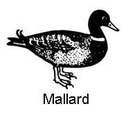 line drawing of a mallard