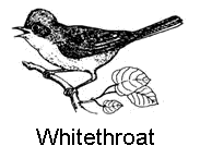 line drawing of a whitethroat